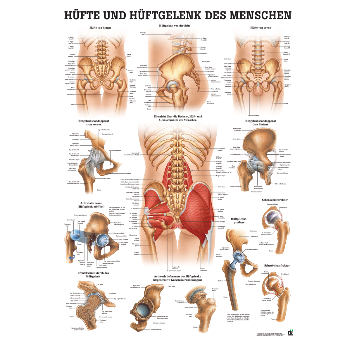 Anatomische Lehrtafel "Hüfte und Hüftgelenk 34 x 24"